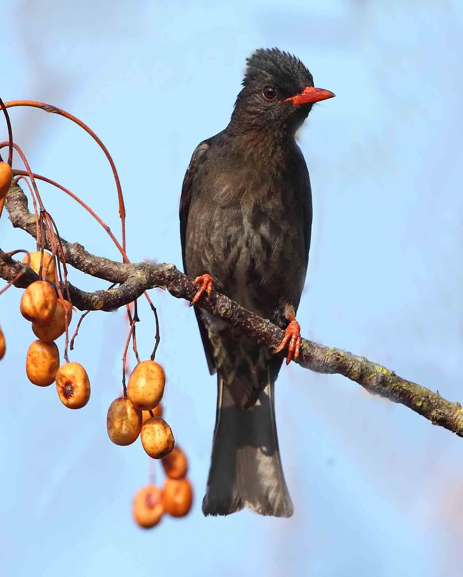 黑短脚鹎短脚黑鹎