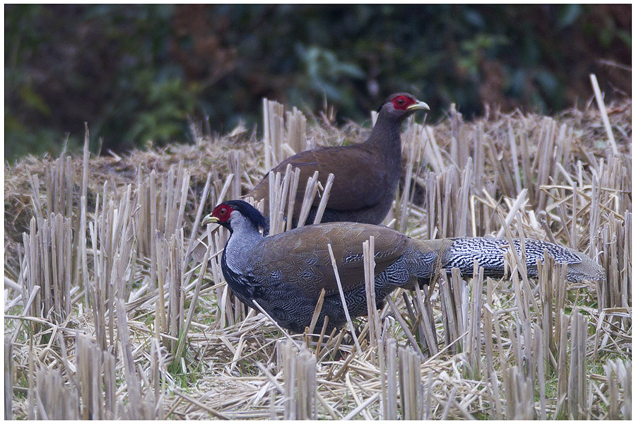 [林鸟] (白鹇)广东省鸟-----优雅白鹇