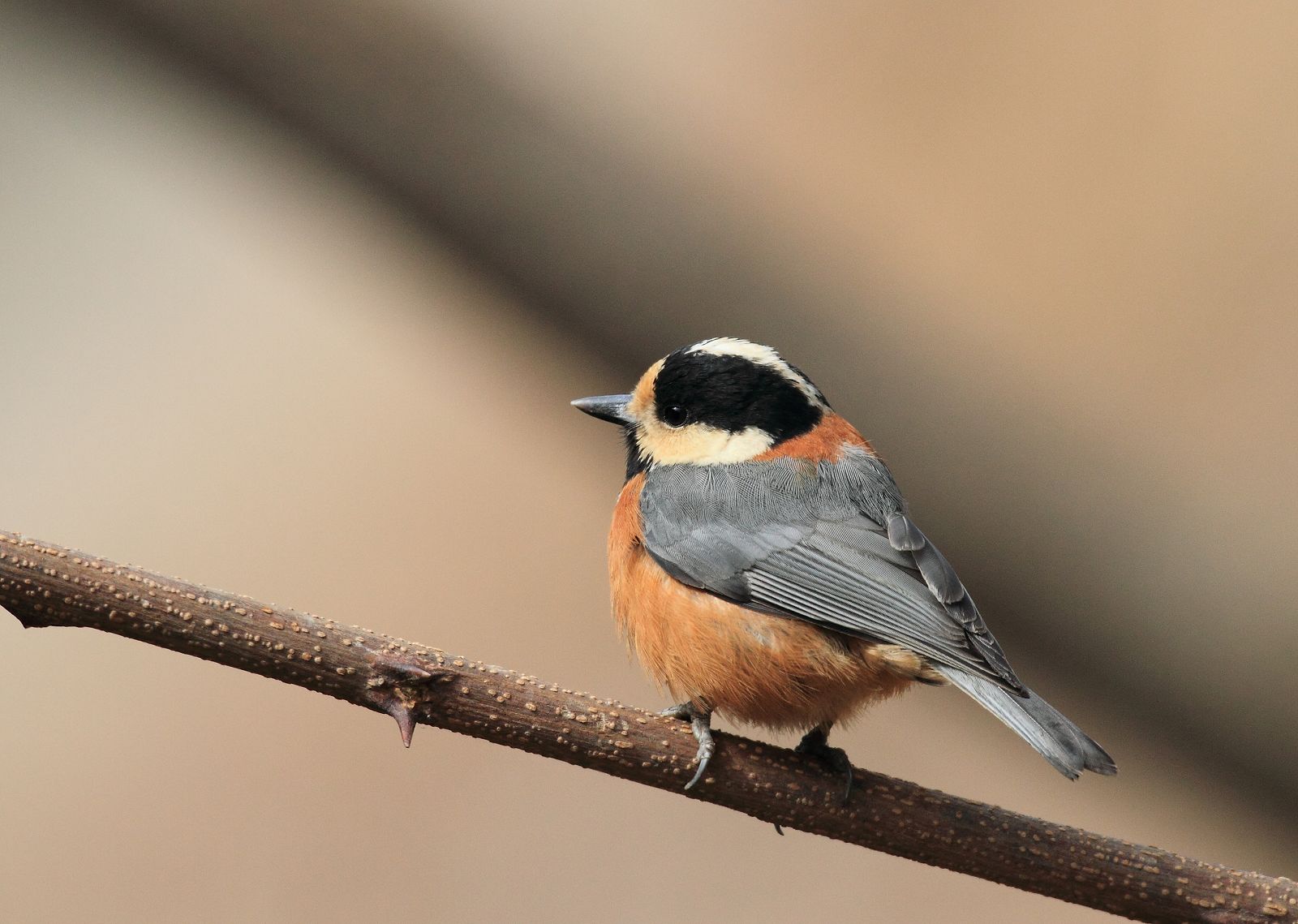 (杂色山雀)杂色山雀