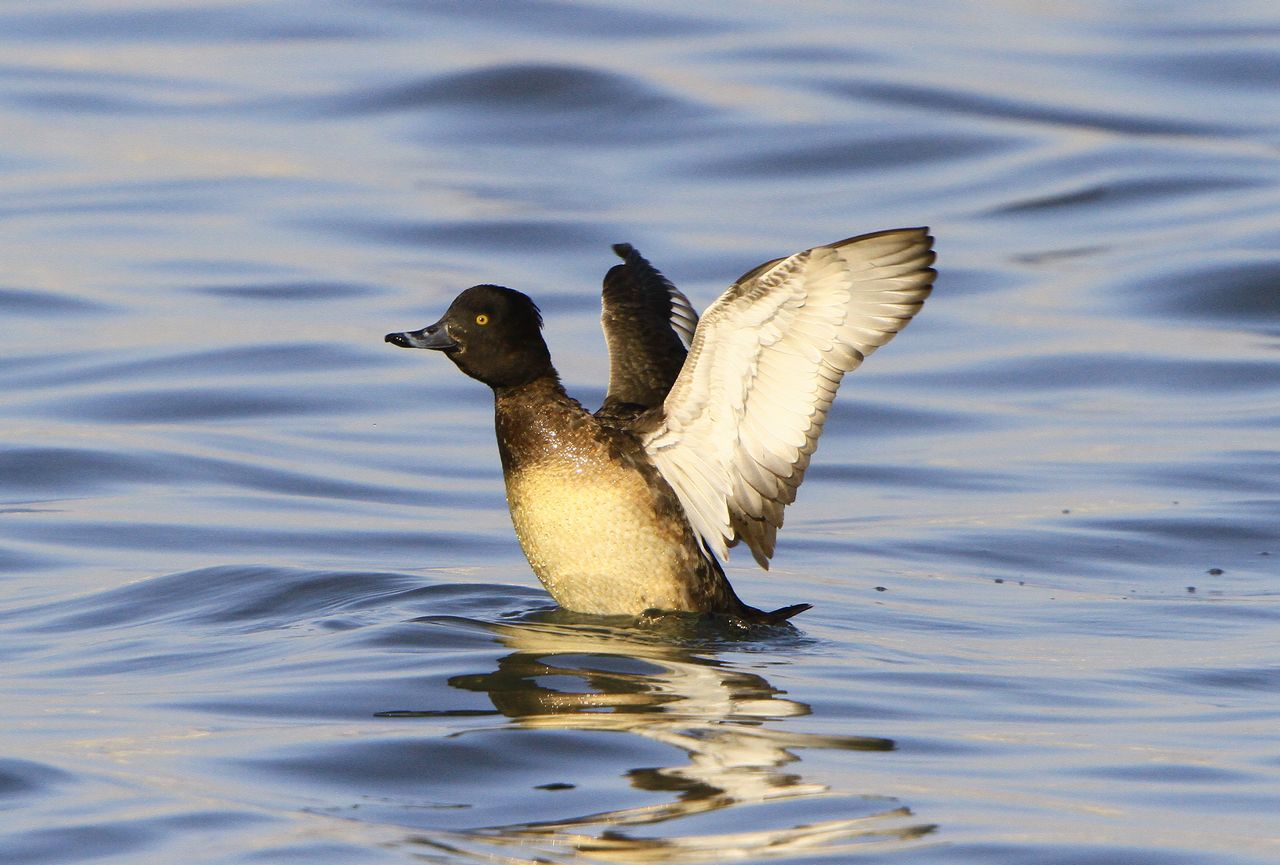 凤头潜鸭雌亮翅版