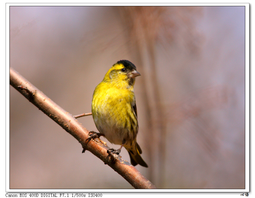 林鸟林中美少黄雀