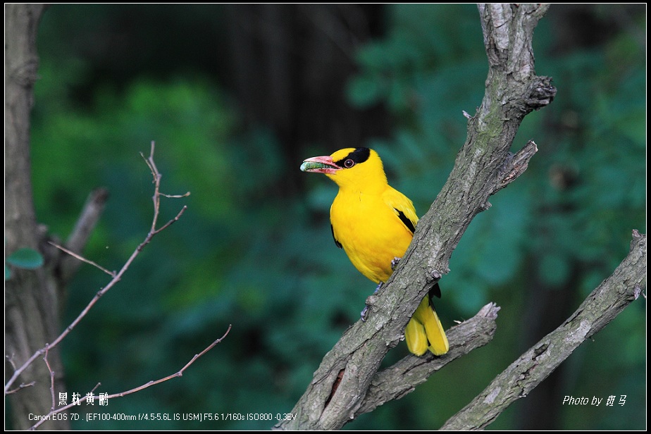 黑枕黄鹂拍摄日记