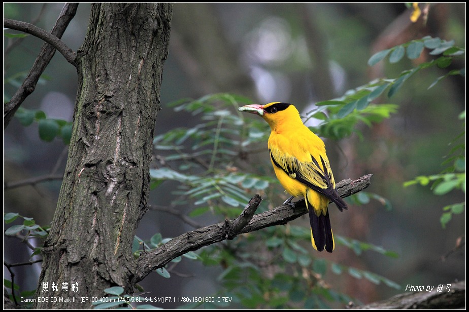 黑枕黄鹂拍摄日记