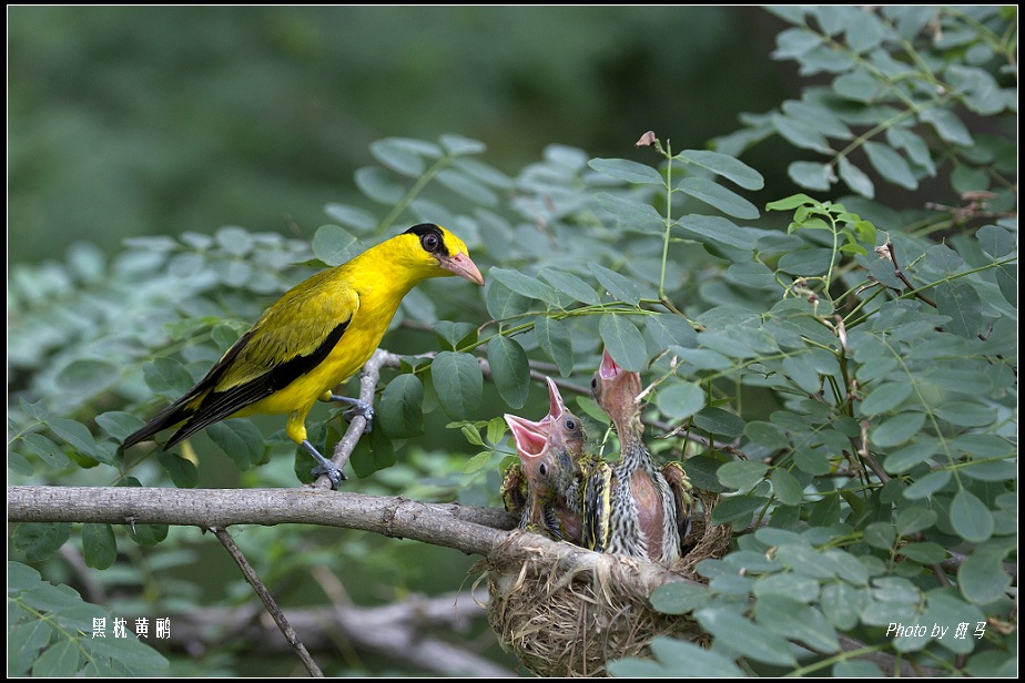 黑枕黄鹂拍摄日记