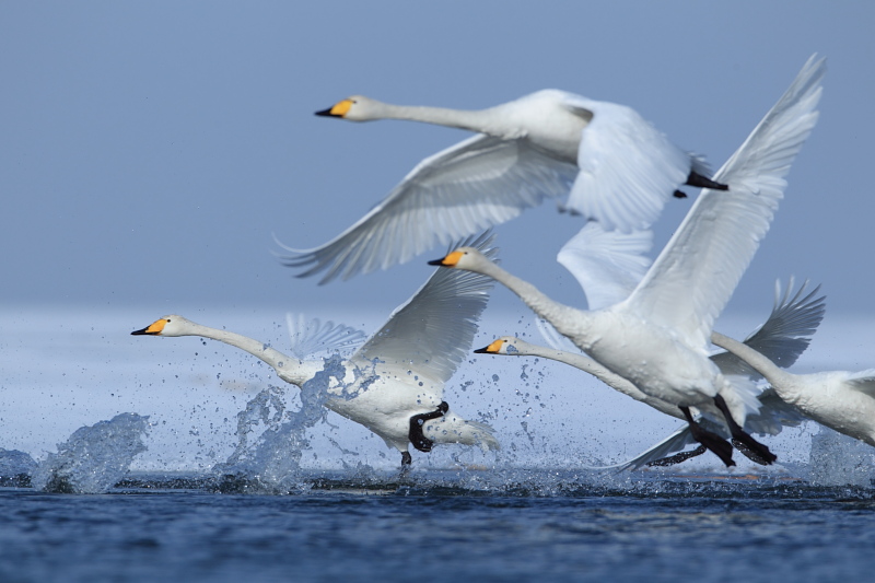 博斯腾湖的大天鹅