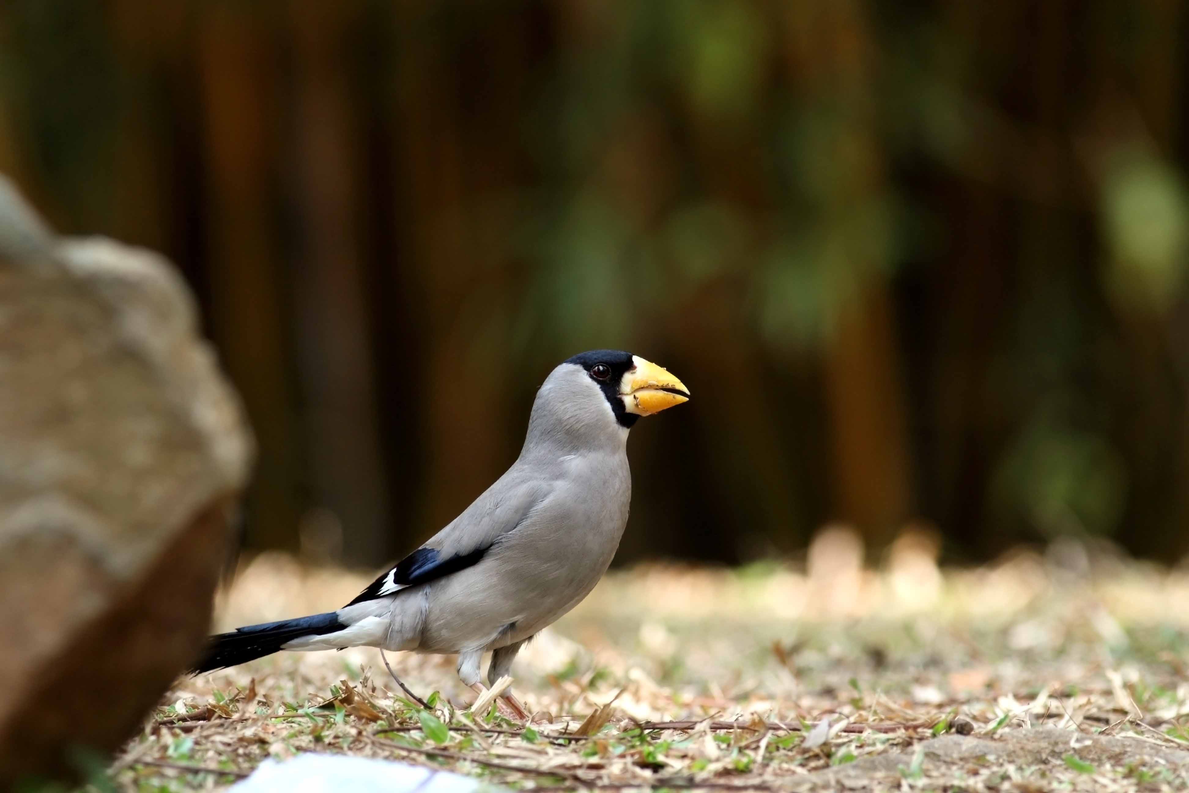 莲花山的腊嘴雀 - 广东版 guangdong 鸟网