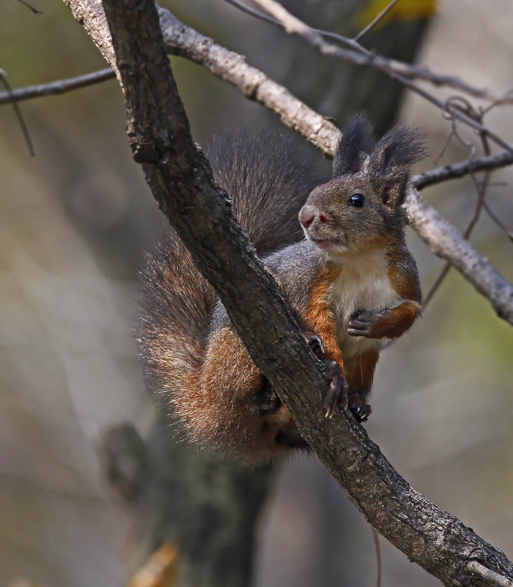 大连树林里的松鼠
