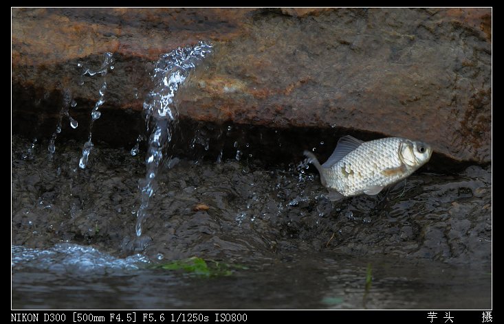 小鱼跳水