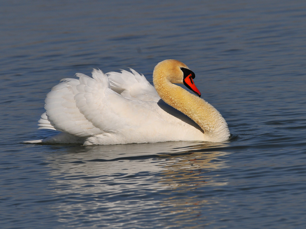 (疣鼻天鹅)疣鼻天鹅大特写!大图更靓!