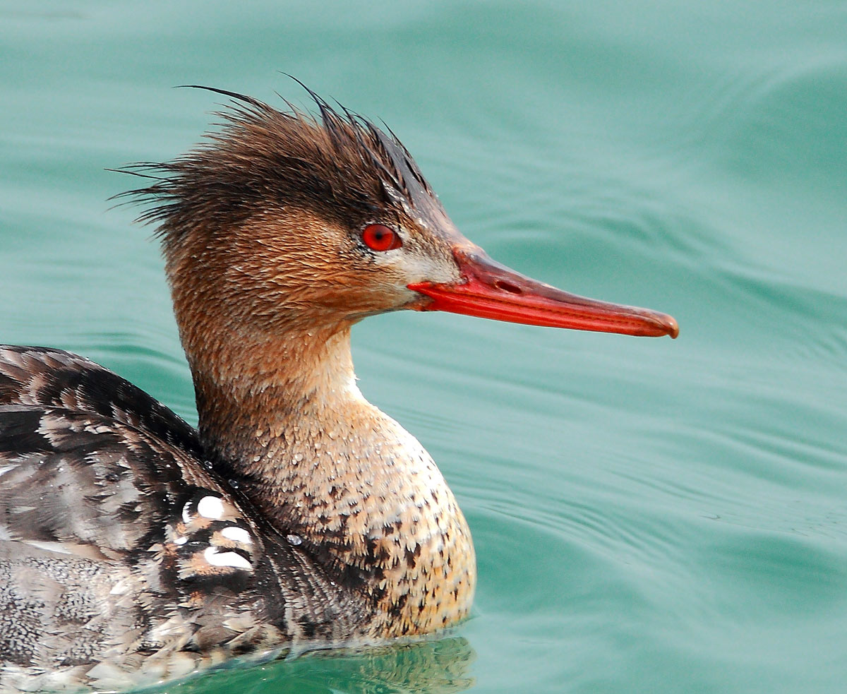 秋莎鸭(大头贴)