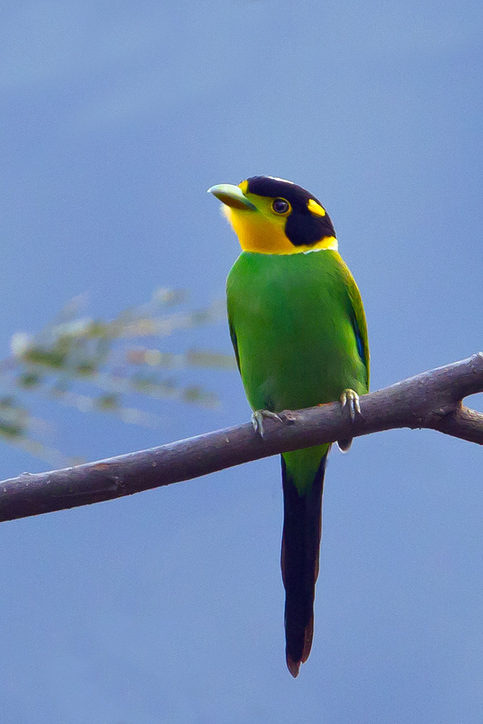 长尾阔嘴鸟云南春早鸟先知