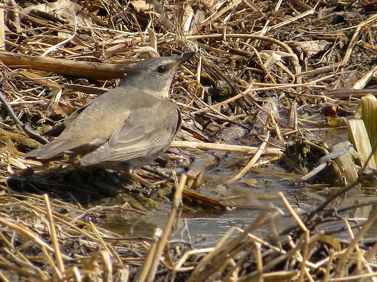 麻雀能不能喝水 18018426531936.jpg