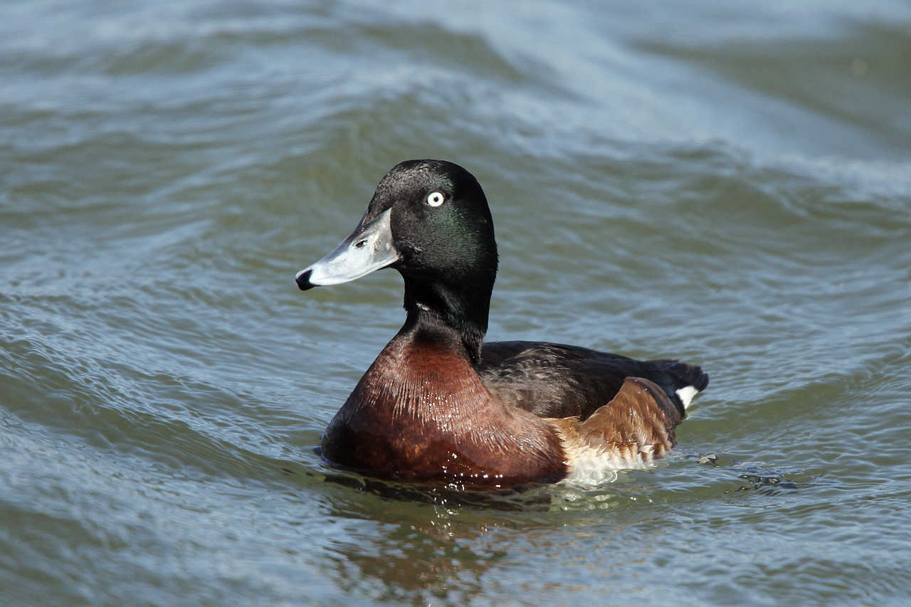青头潜鸭青头潜鸭