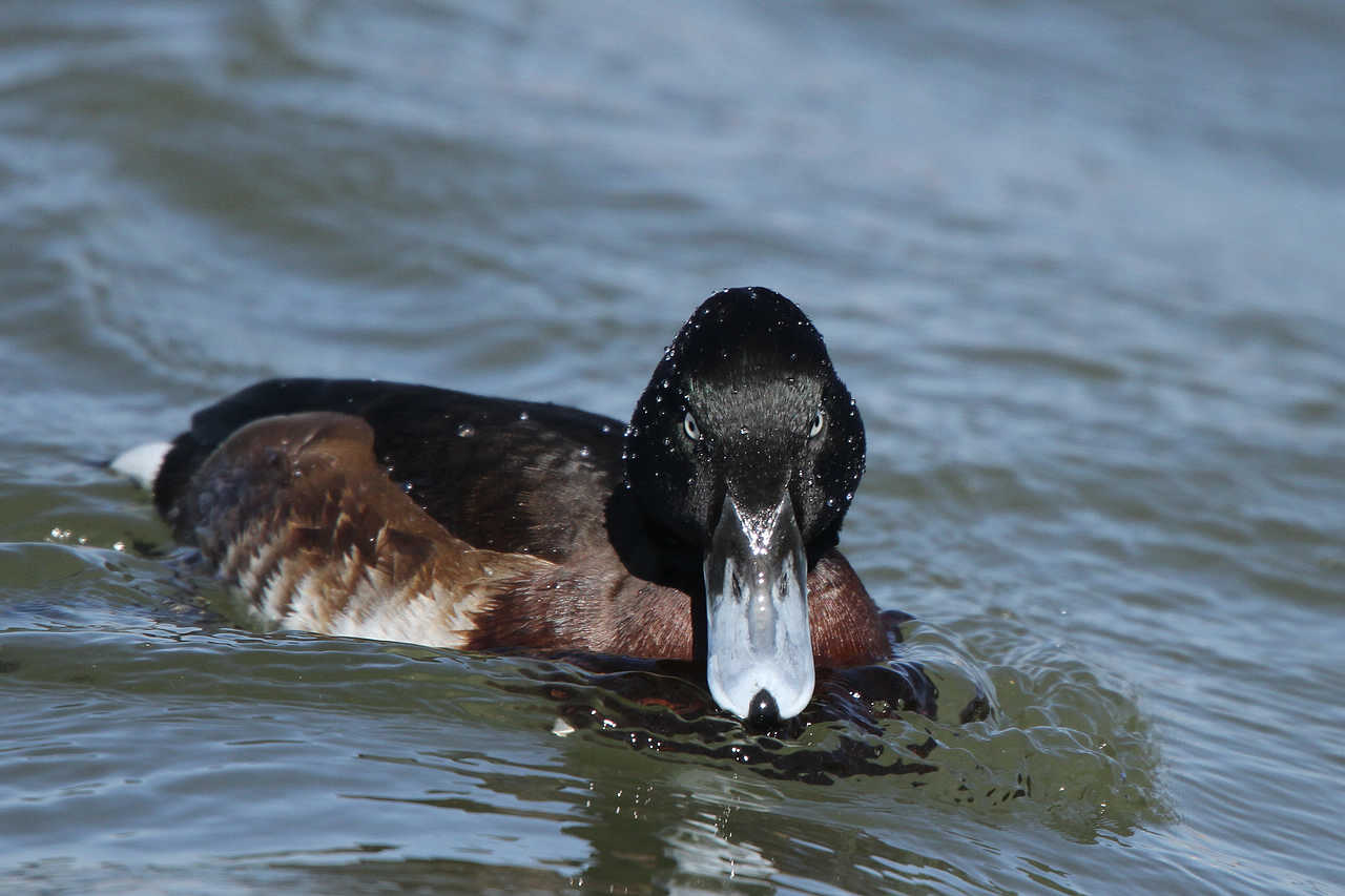 青头潜鸭青头潜鸭