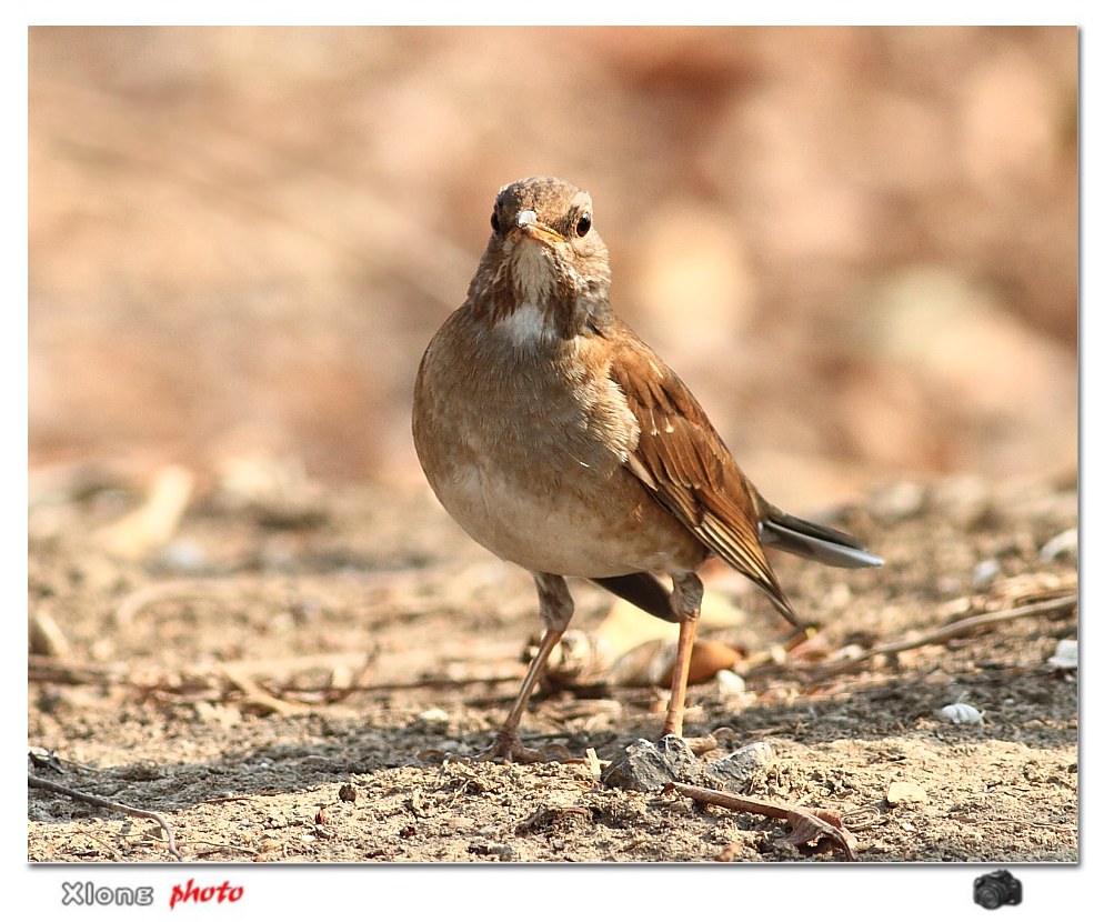今早树林边的收获--过冬还未走的客鸟白腹鸫