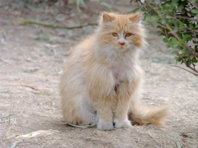 流浪猫