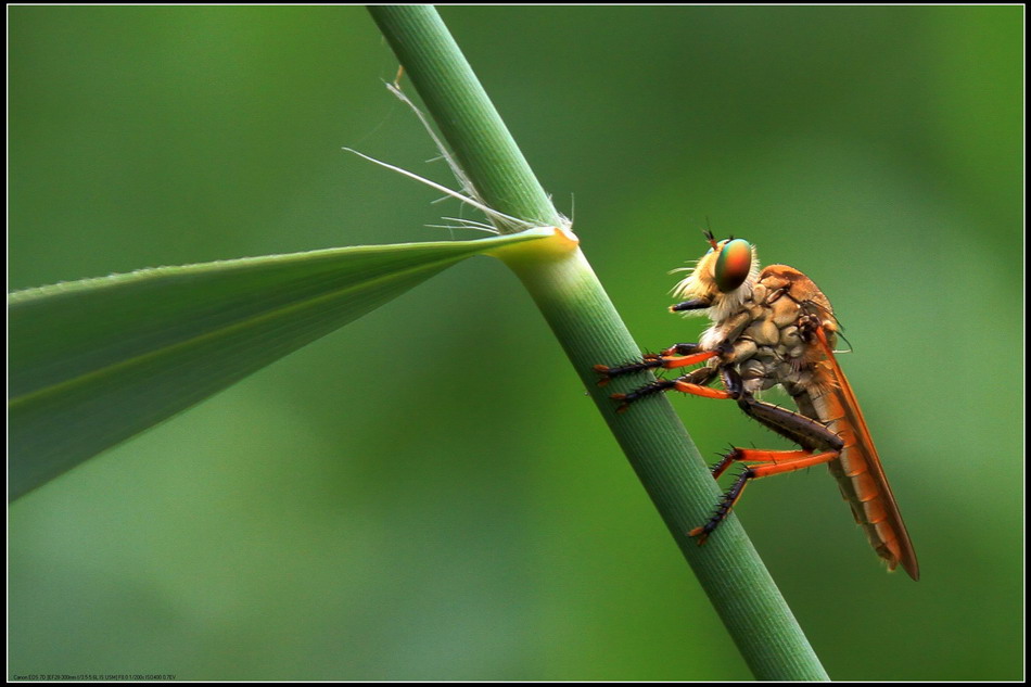中华单羽食虫虻