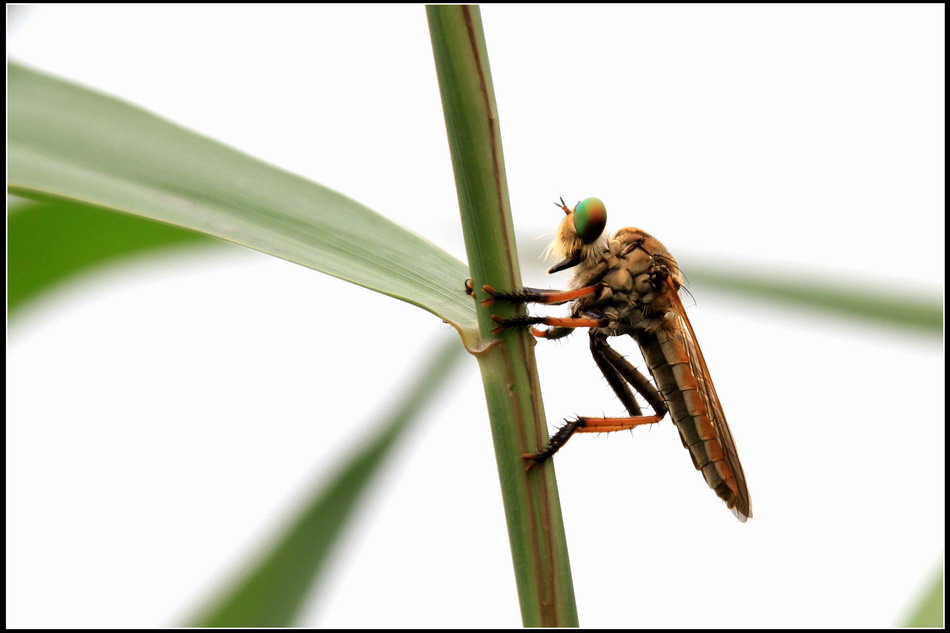 中华单羽食虫虻
