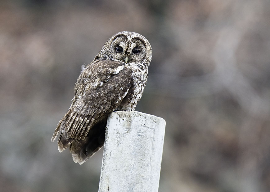 (灰林鸮)洋县的收获