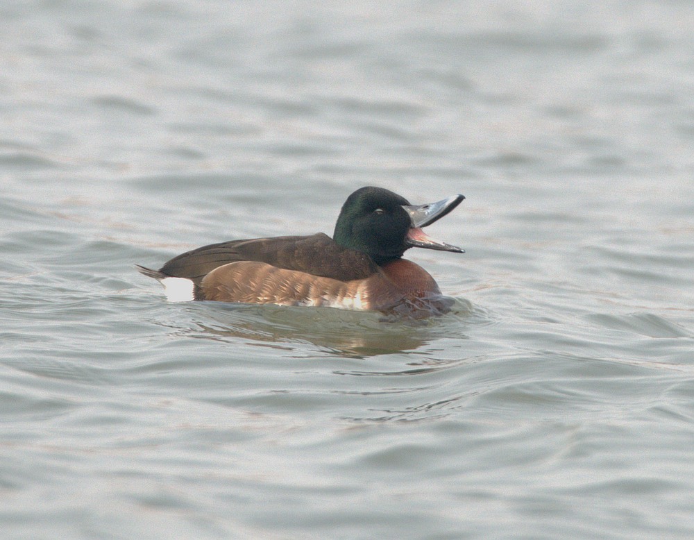 青头潜鸭迎贵客