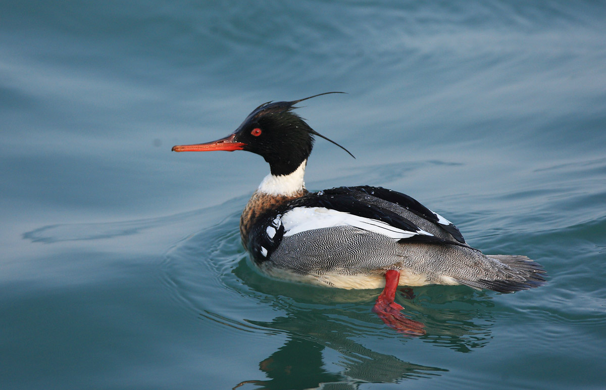 青头潜鸭迎贵客