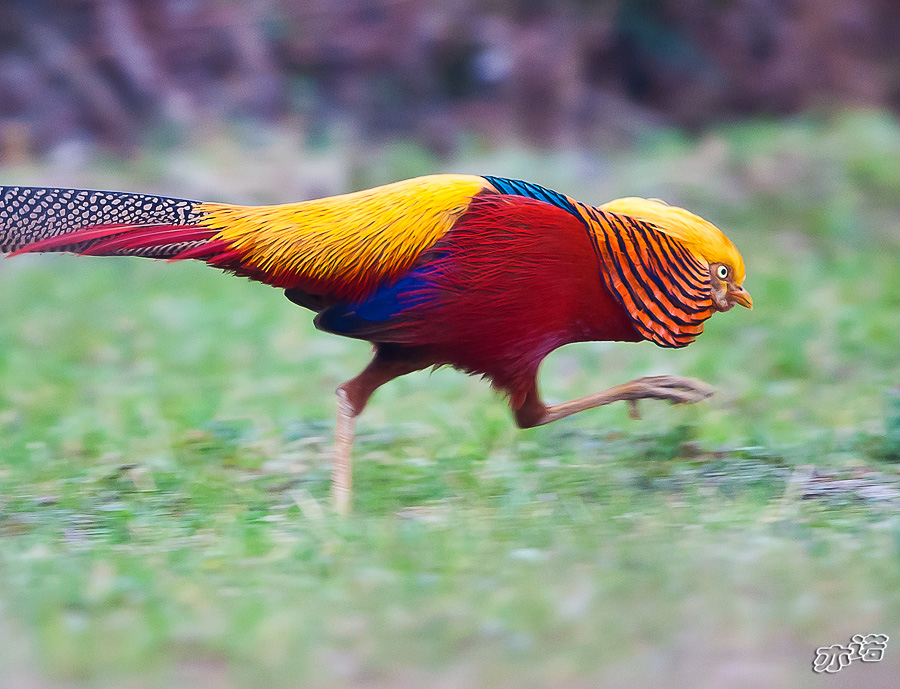 秦岭拍红鸡赶上末班车