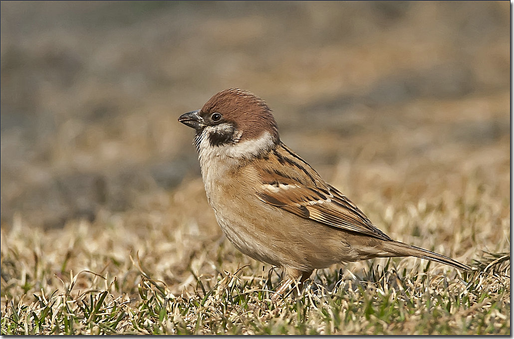 人都不爱拍的俗鸟家贼麻雀