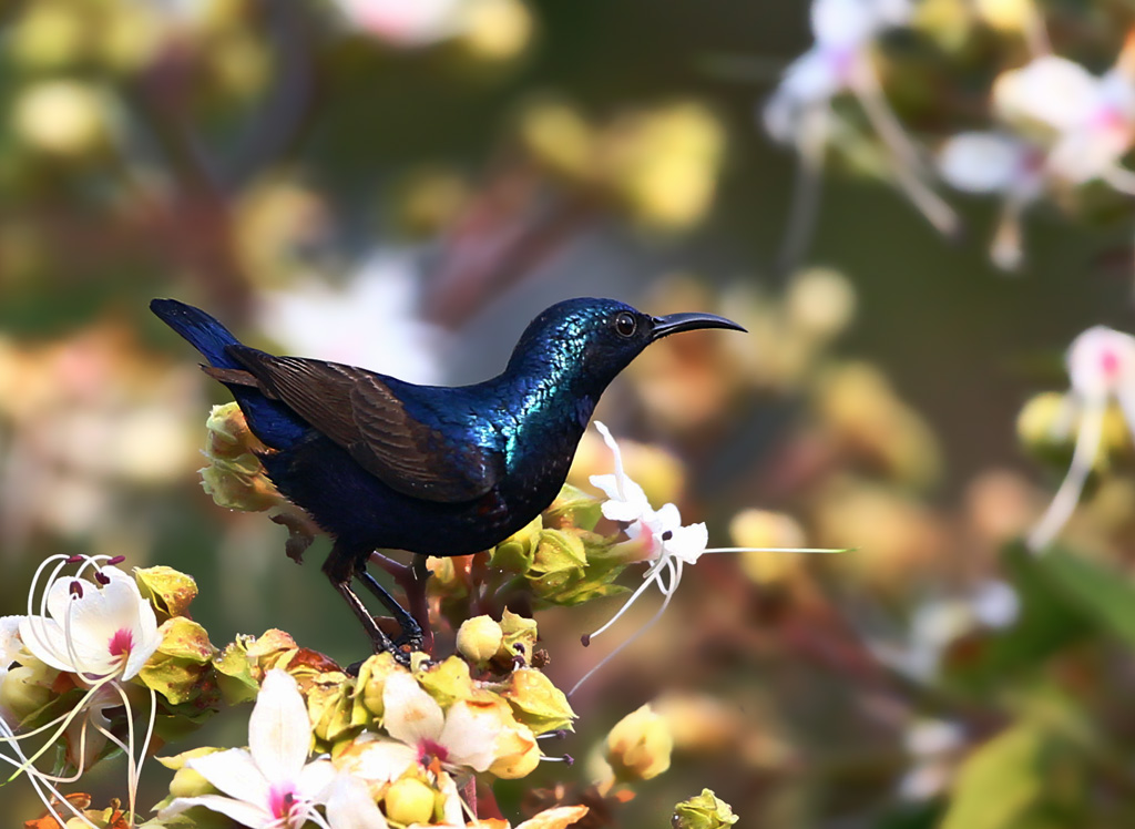 颠西之行/2--紫色花蜜鸟