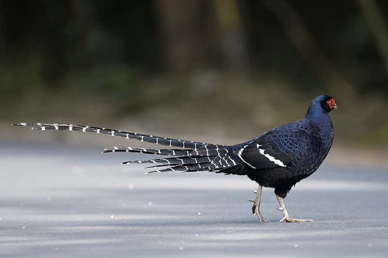 黑长尾雉雪山飞羽