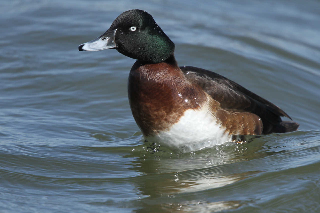波峰浪谷中的青头潜鸭
