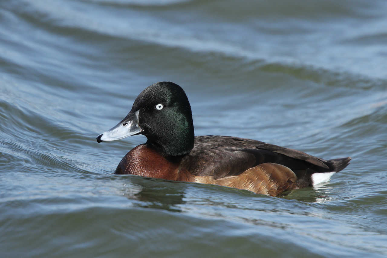 波峰浪谷中的青头潜鸭
