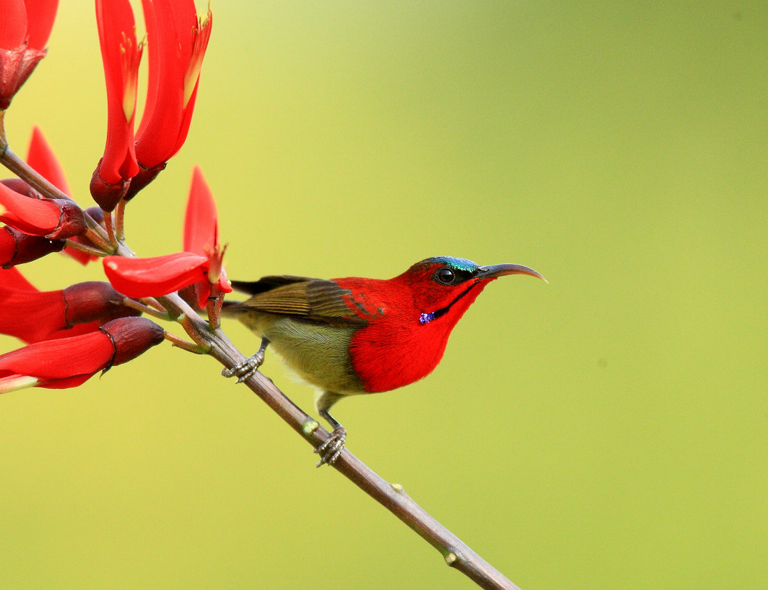 黄腰太阳鸟黄腰太阳鸟