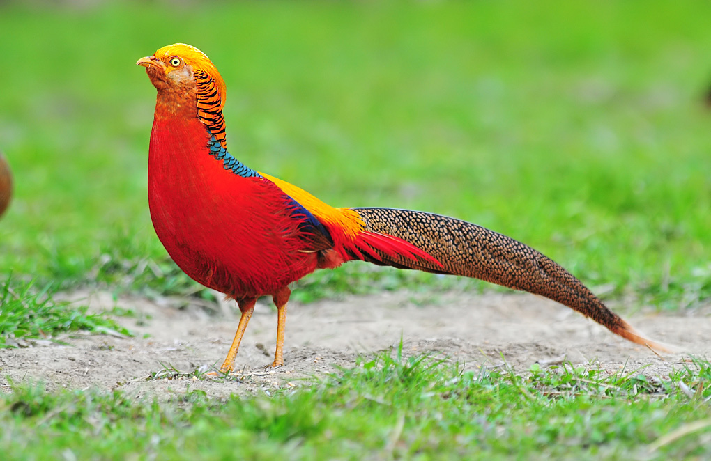 洋县.鸟儿的乐园.拍鸟的好地方