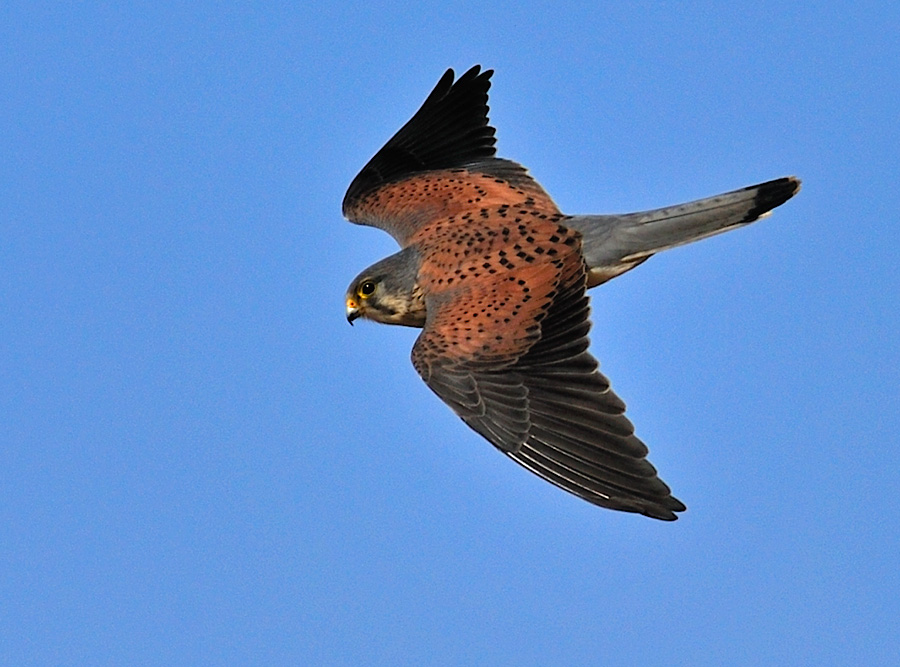 抓拍红隼悬停二