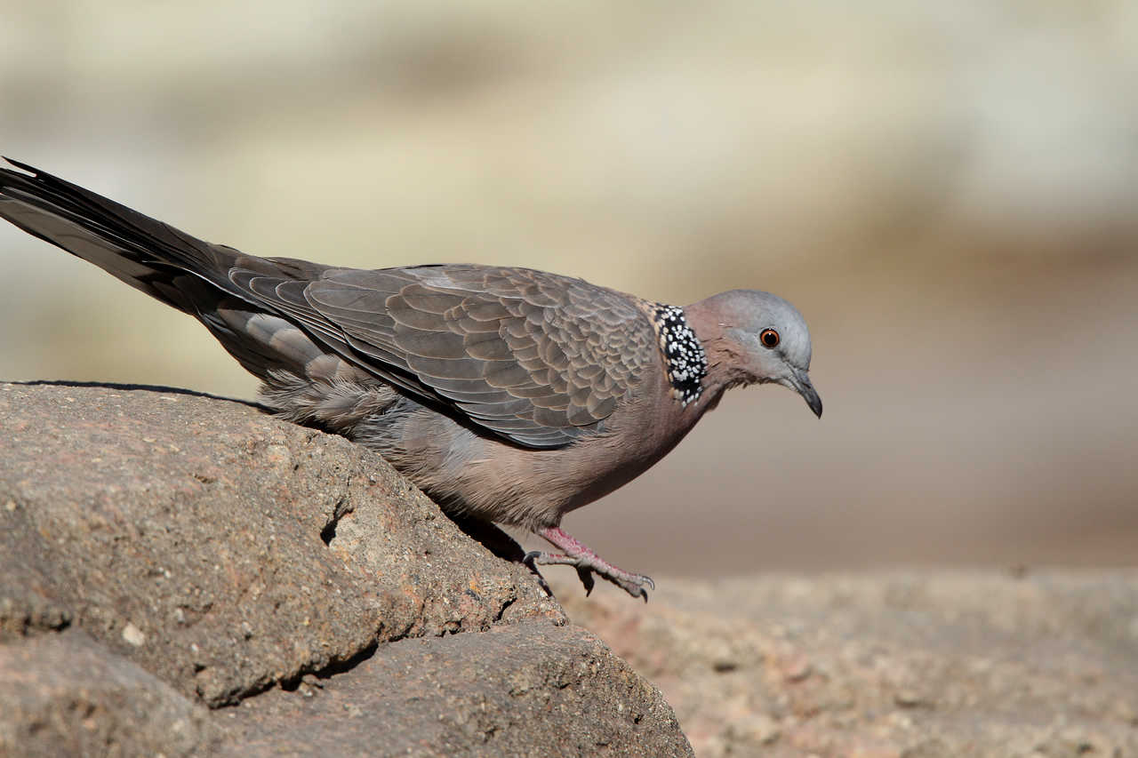 虎滩的珠颈斑鸠
