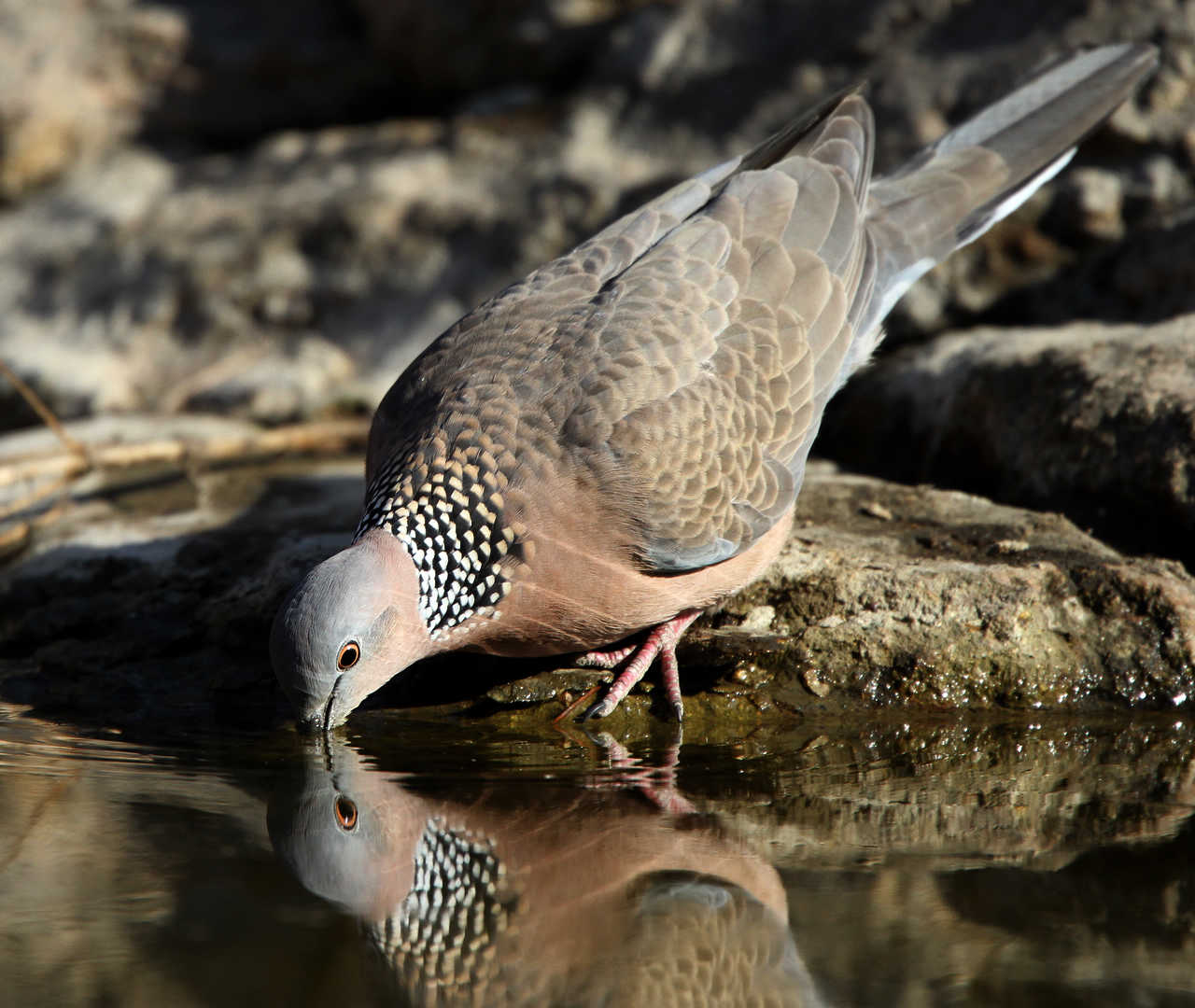 虎滩的珠颈斑鸠
