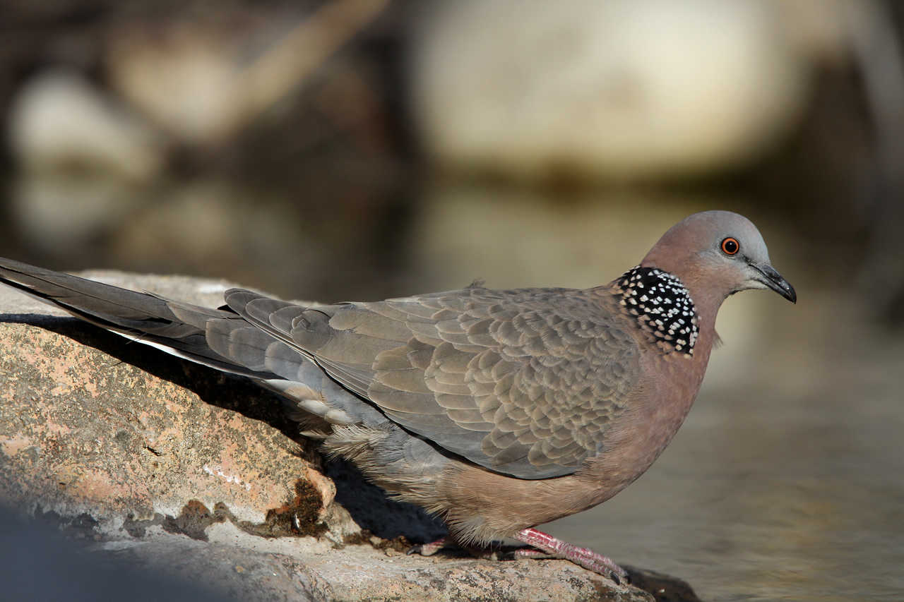 虎滩的珠颈斑鸠