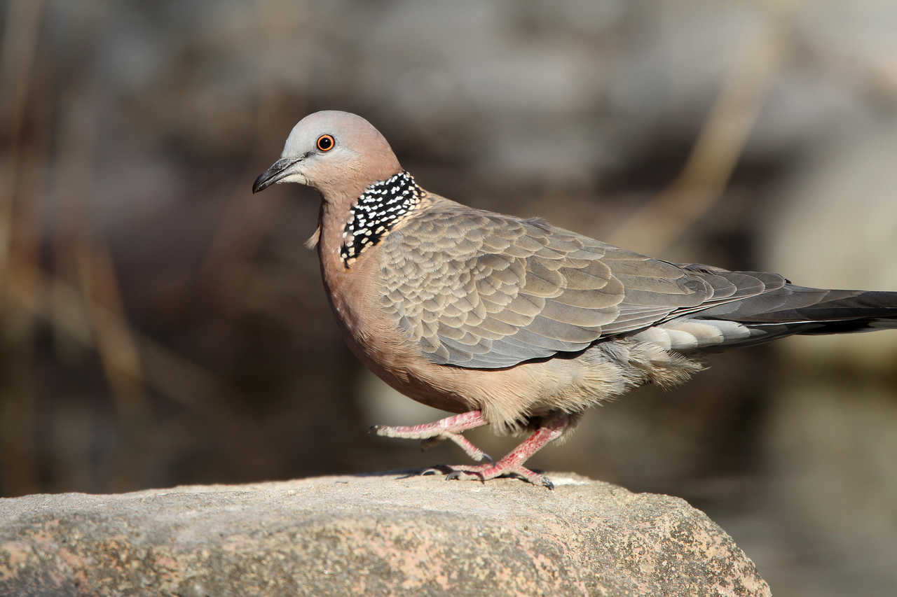 虎滩的珠颈斑鸠
