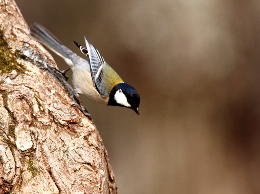 黄腹山雀大山雀白腰文鸟