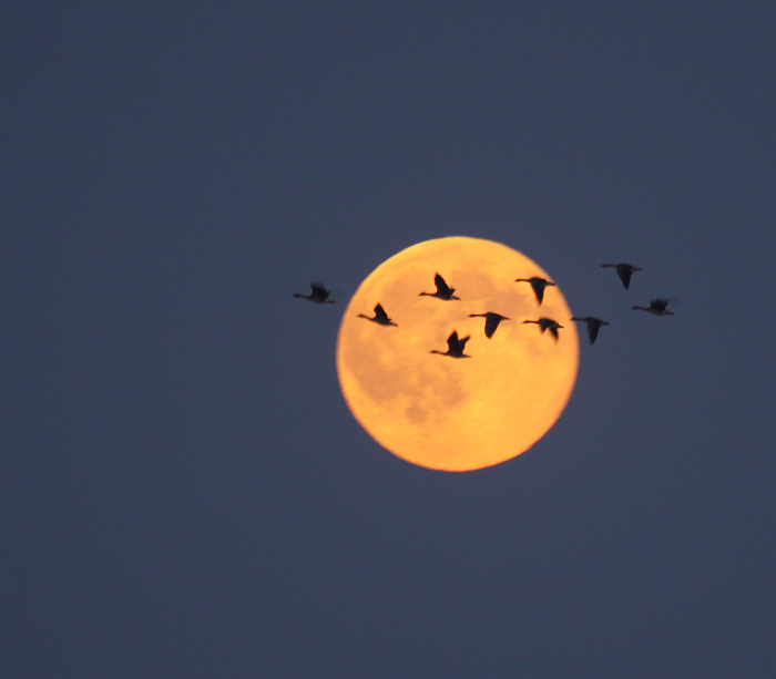 迁徙的大雁在月亮中飞过