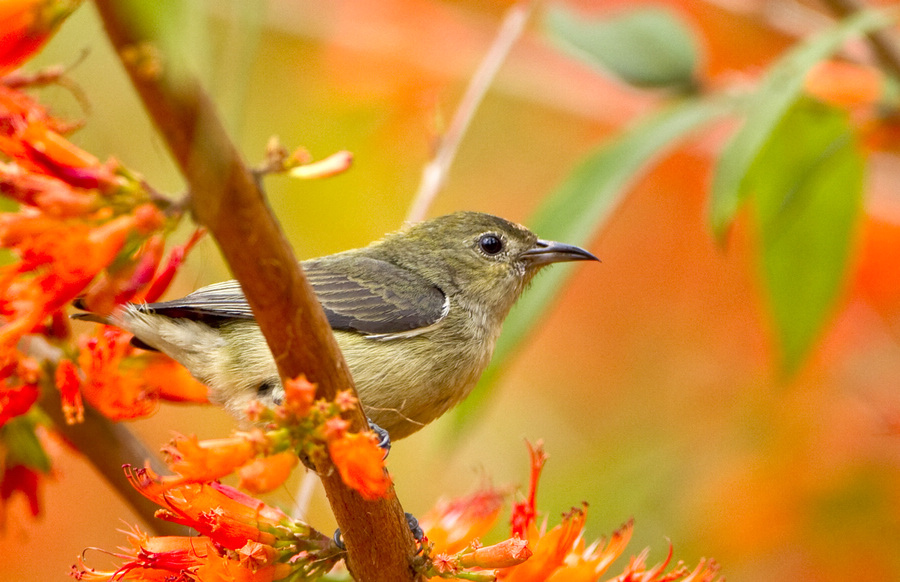 勤劳的母鸟母朱背鸟母太阳鸟母秀眼鸟