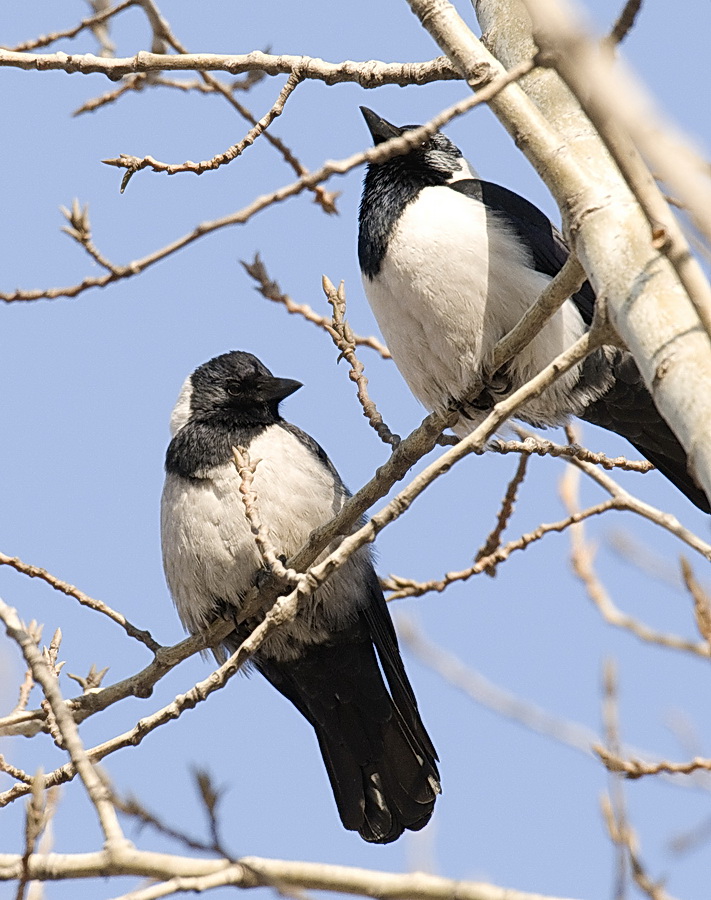 沈阳地区冬季鸟类