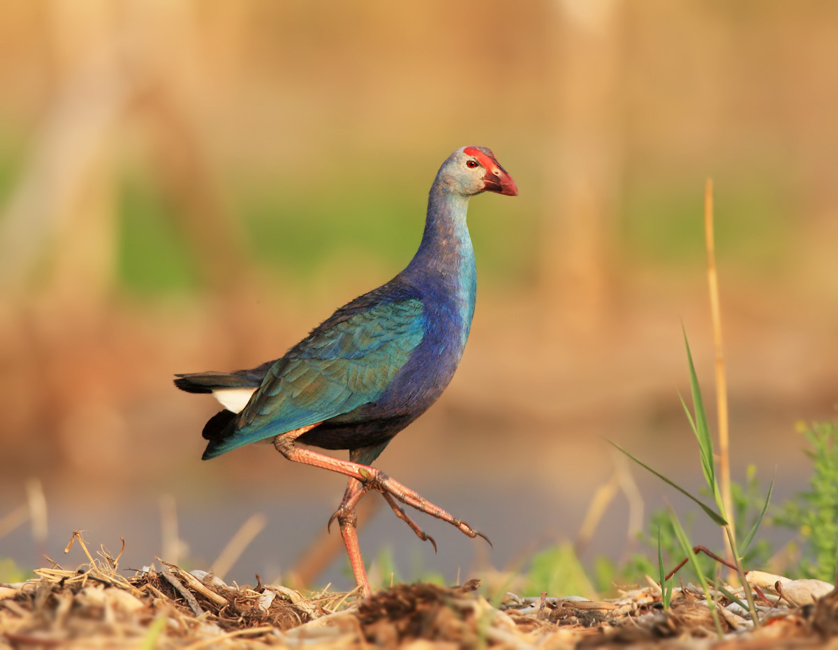 紫水鸡一组(1页攻略)