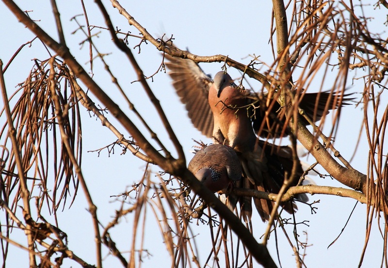 v珠颈斑鸠交配的成与败