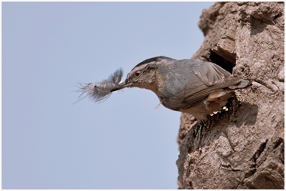 一組黑頭鳾 - 林鳥版 forest birds 鳥網