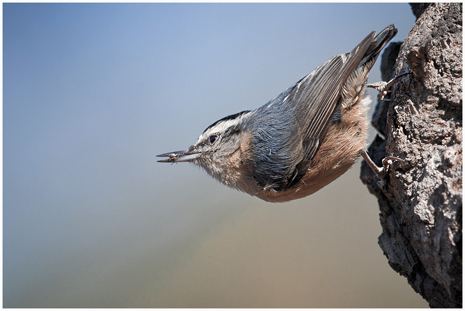 一组黑头鳾 - 林鸟版 forest birds 鸟网