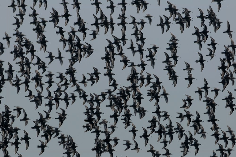 春分后的第一波鸟潮