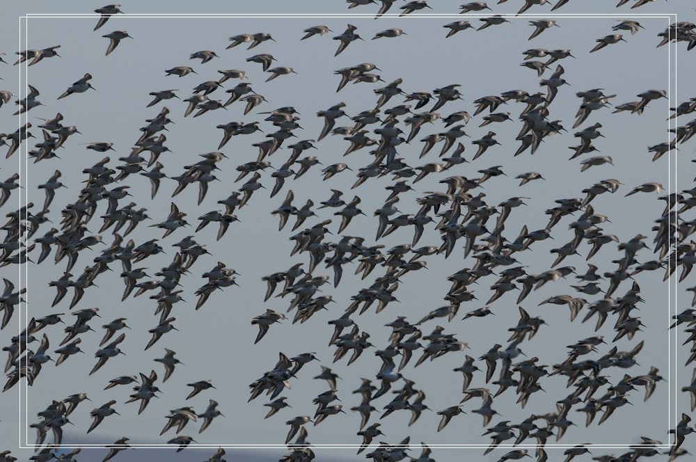 春分后的第一波鸟潮