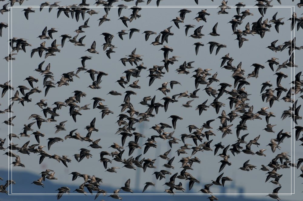 春分后的第一波鸟潮