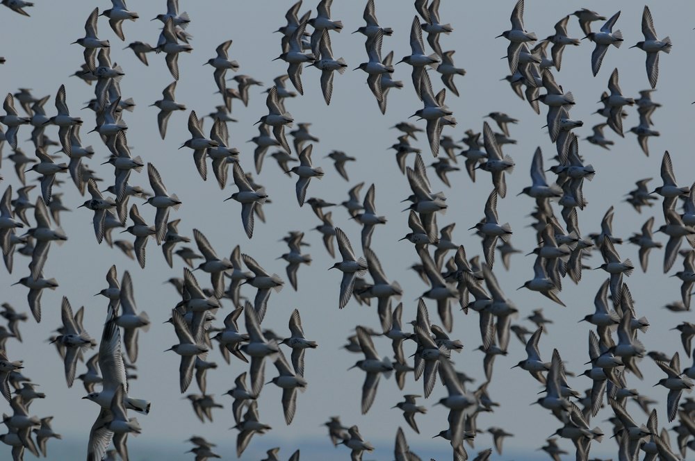 春分后的第一波鸟潮